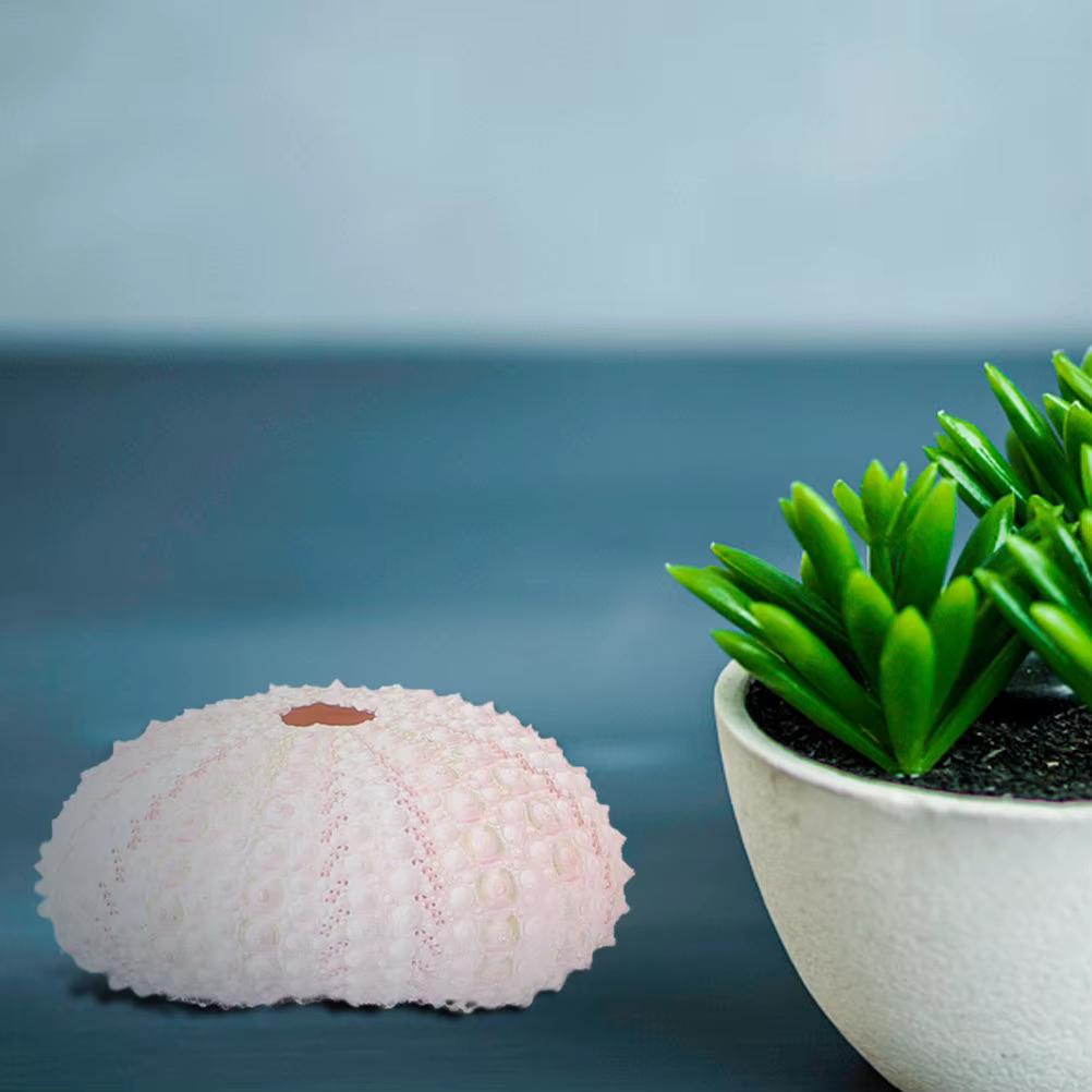 6 Pièces Supports Créatifs pour Plantes Aériennes en Forme d'Urène de Mer
