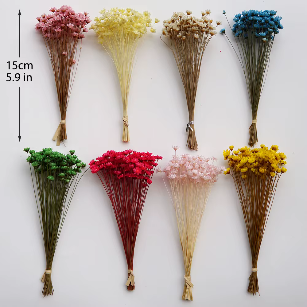 100 pièces/Mini fleurs étoilées séchées Mikado