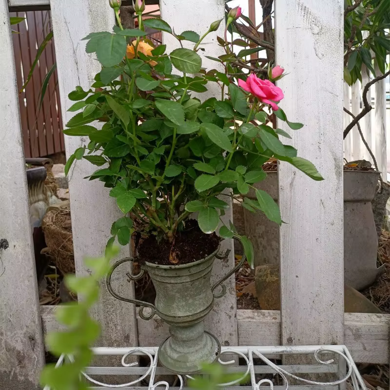 Pot de fleurs trophée à bouche ronde à double oreille