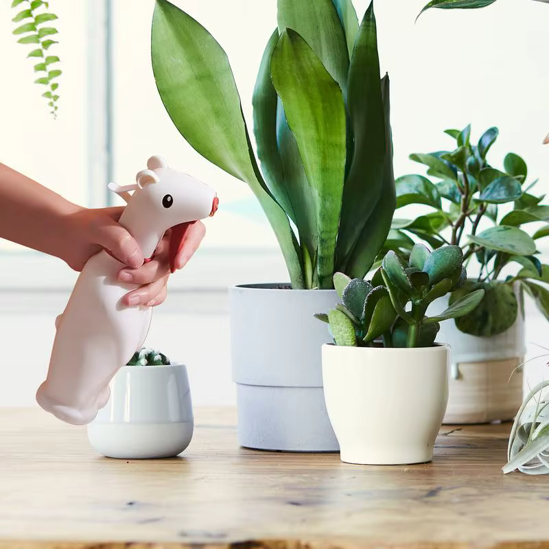 Bouteille de pulvérisation d'eau pour plantes petites