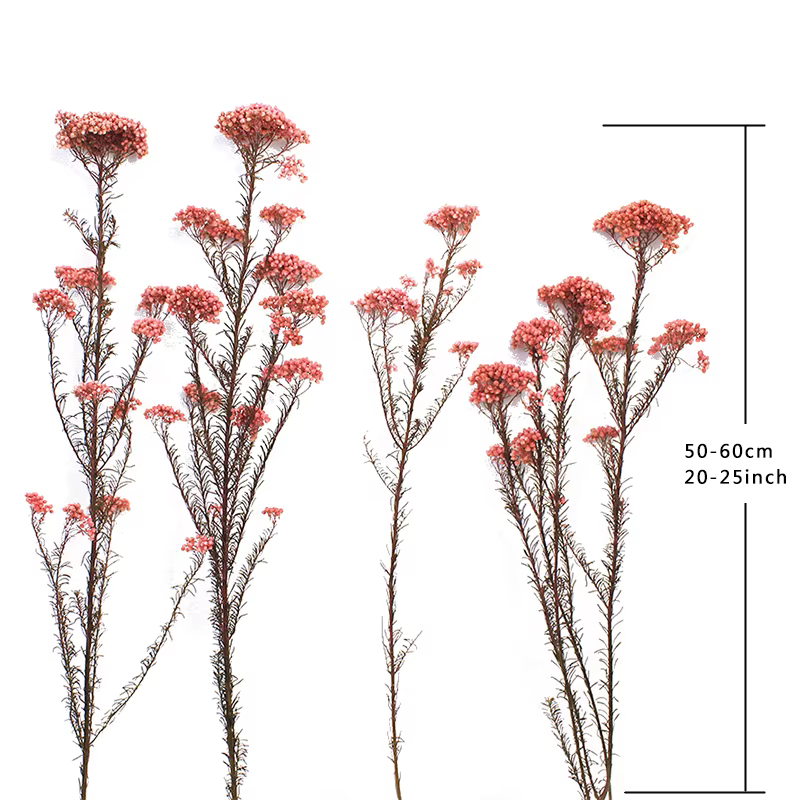 Fleur fraîche conservée 50g