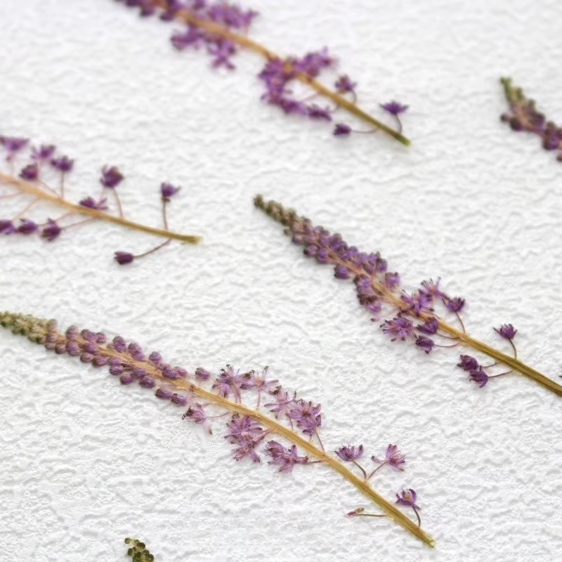 Fleur de Jujube en coton sauvage naturel