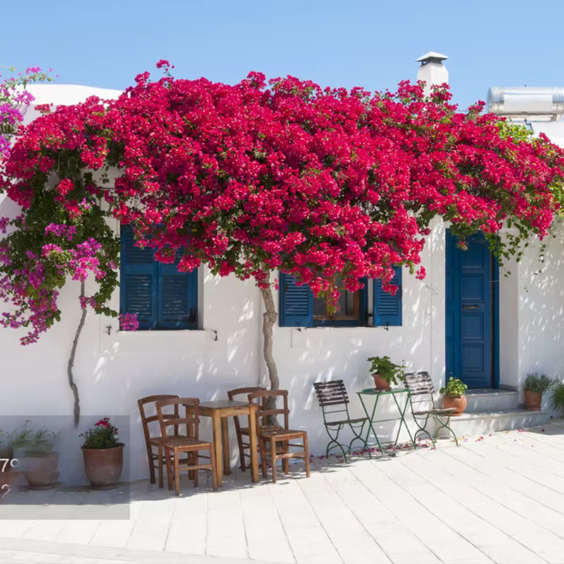 Fleur artificielle Bougainvillier en soie