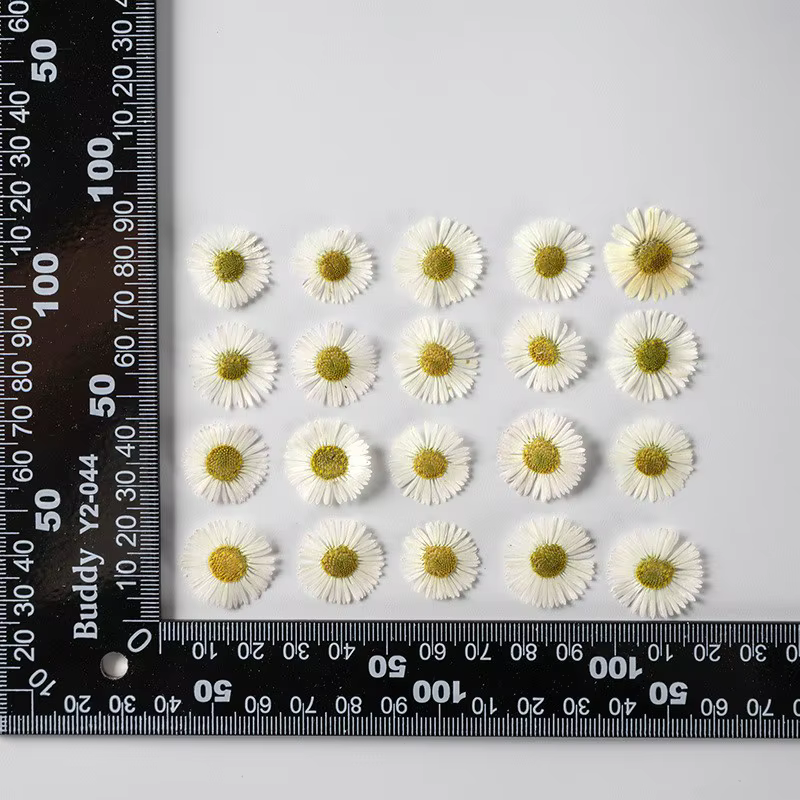 Fleurs de chrysanthème séchées pressées de 2-3 cm pour la fabrication de décorations DIY