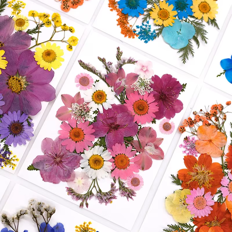 Fleurs séchées pour bricolage