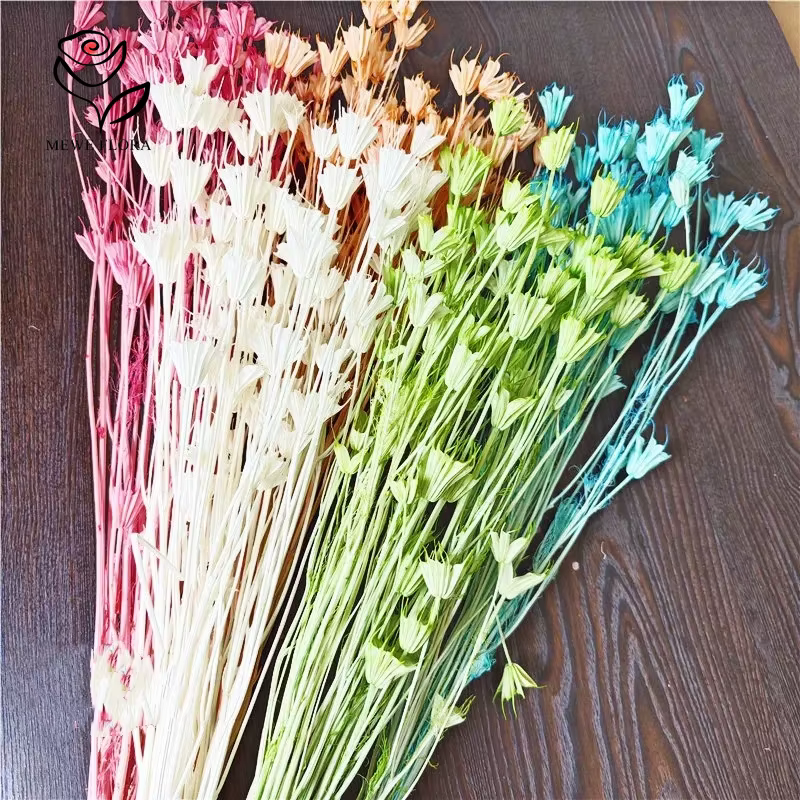 Véritables branches de fleurs d'anis étoilé séchées fraîches
