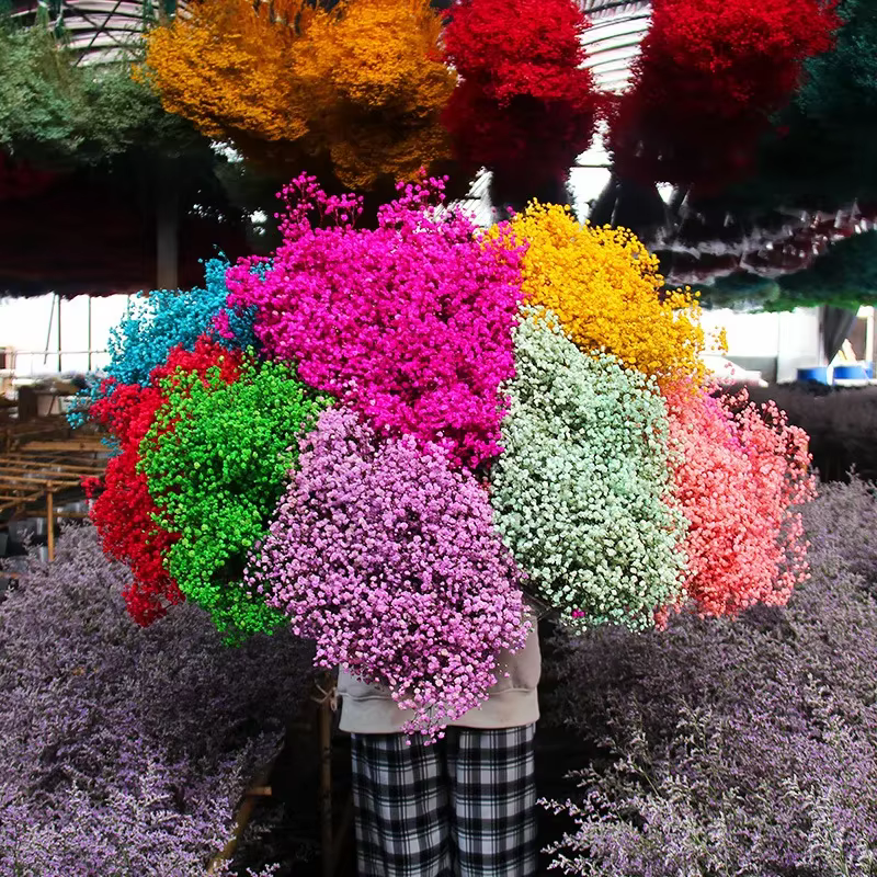 Bouquets de fleurs séchées Gypsophila fraîches naturelles conservées