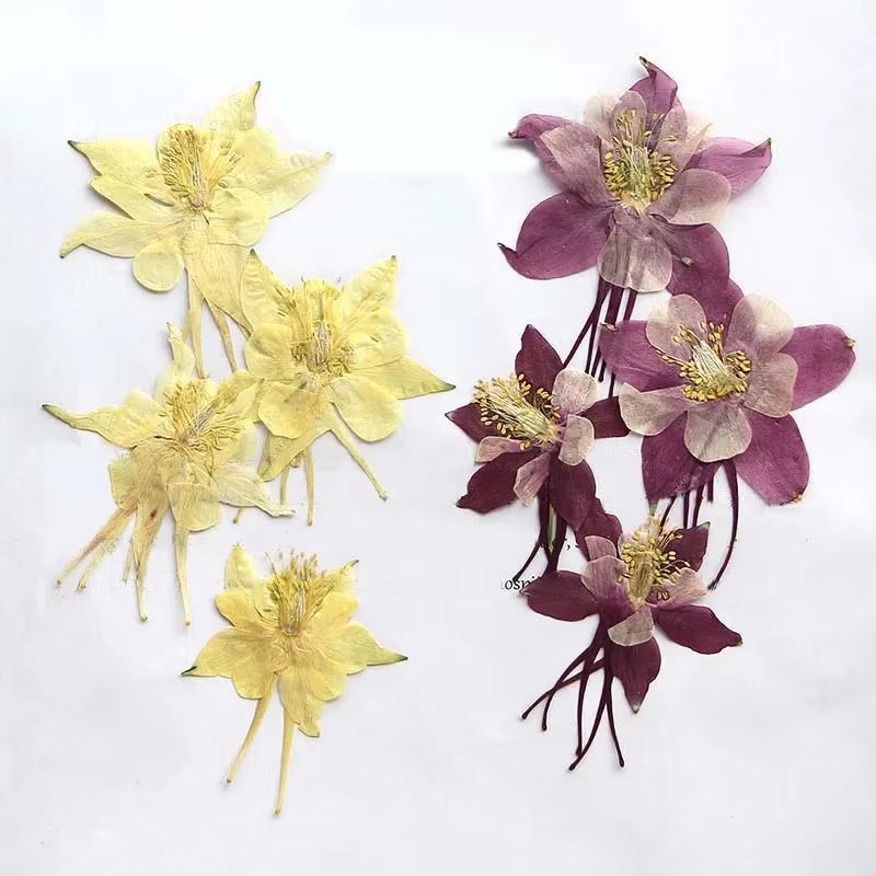 Véritables têtes de fleurs de colombine de jardin séchées naturelles PMurcia