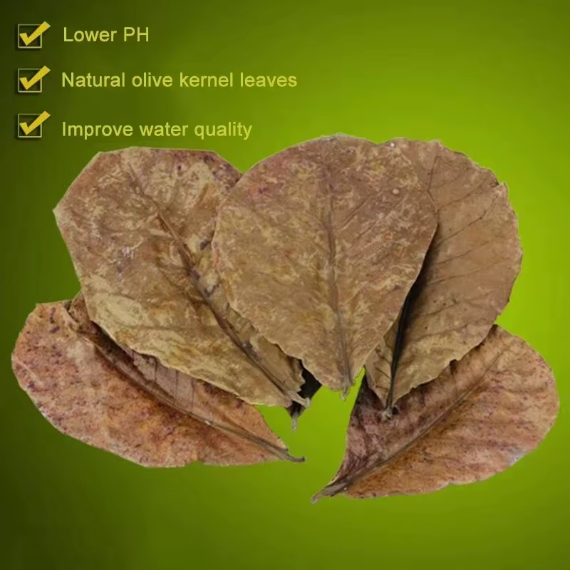 Feuilles naturelles de Terminalia Catappa Foetida (Feuille d'amande d'île) pour le traitement de nettoyage des poissons en aquarium