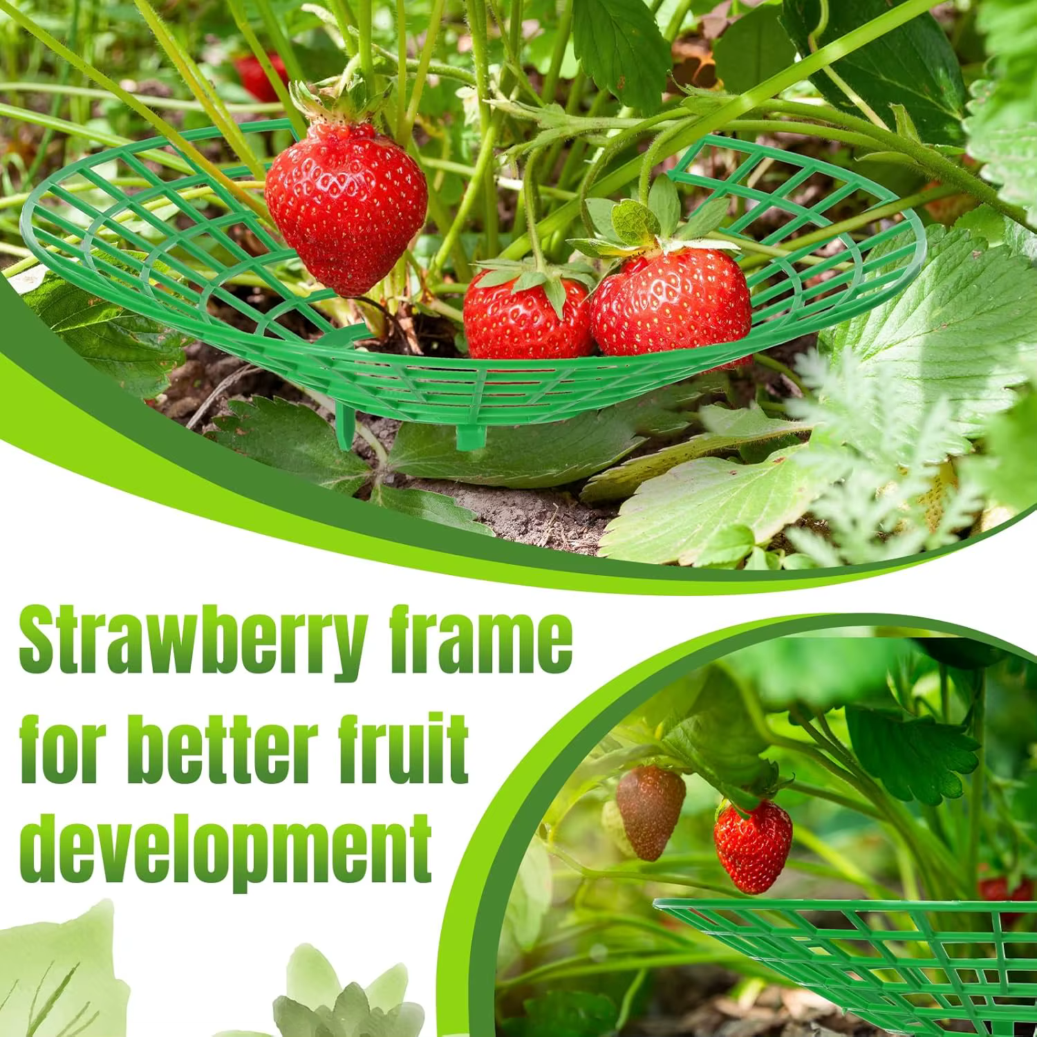 20/40PCS Supports de plantation pour fraises