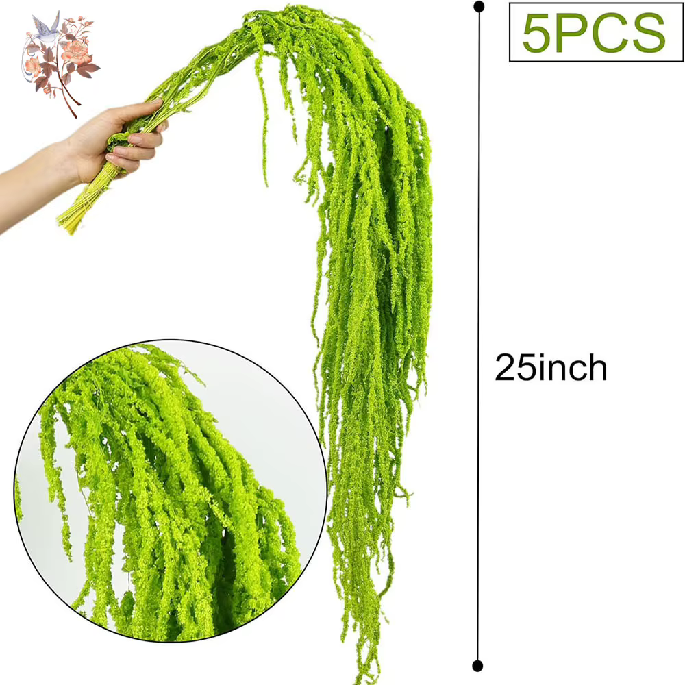 5 Pièces de Fleurs d'Amarante Séchées et Préservées
