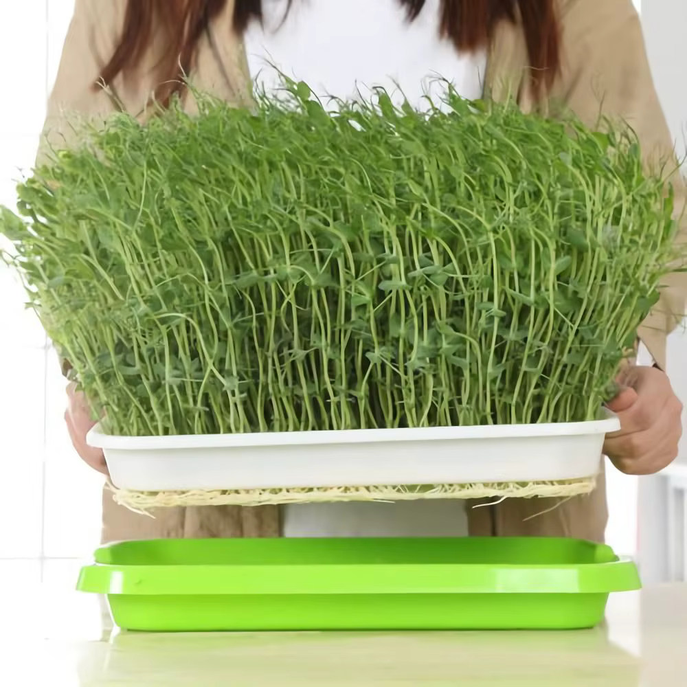 Plateau de culture hydroponique pour jardin domestique
