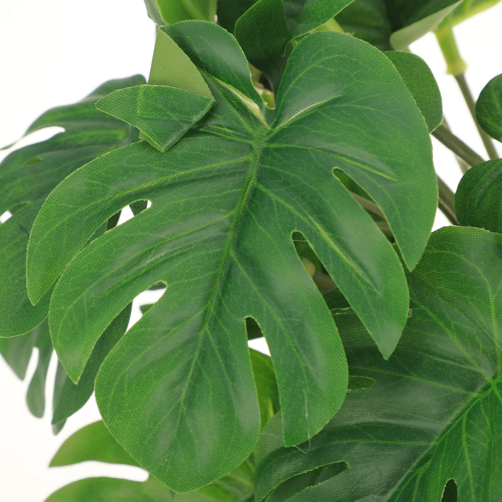 Plantes de Reptile pour Terrarium