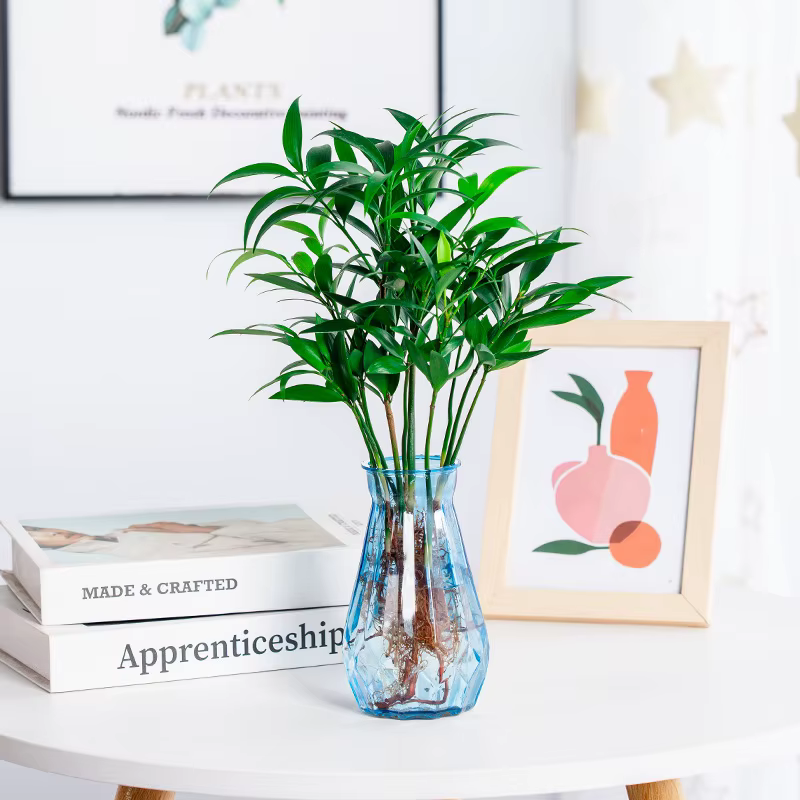 Vase hydroponique en plastique transparent pour plantes vertes