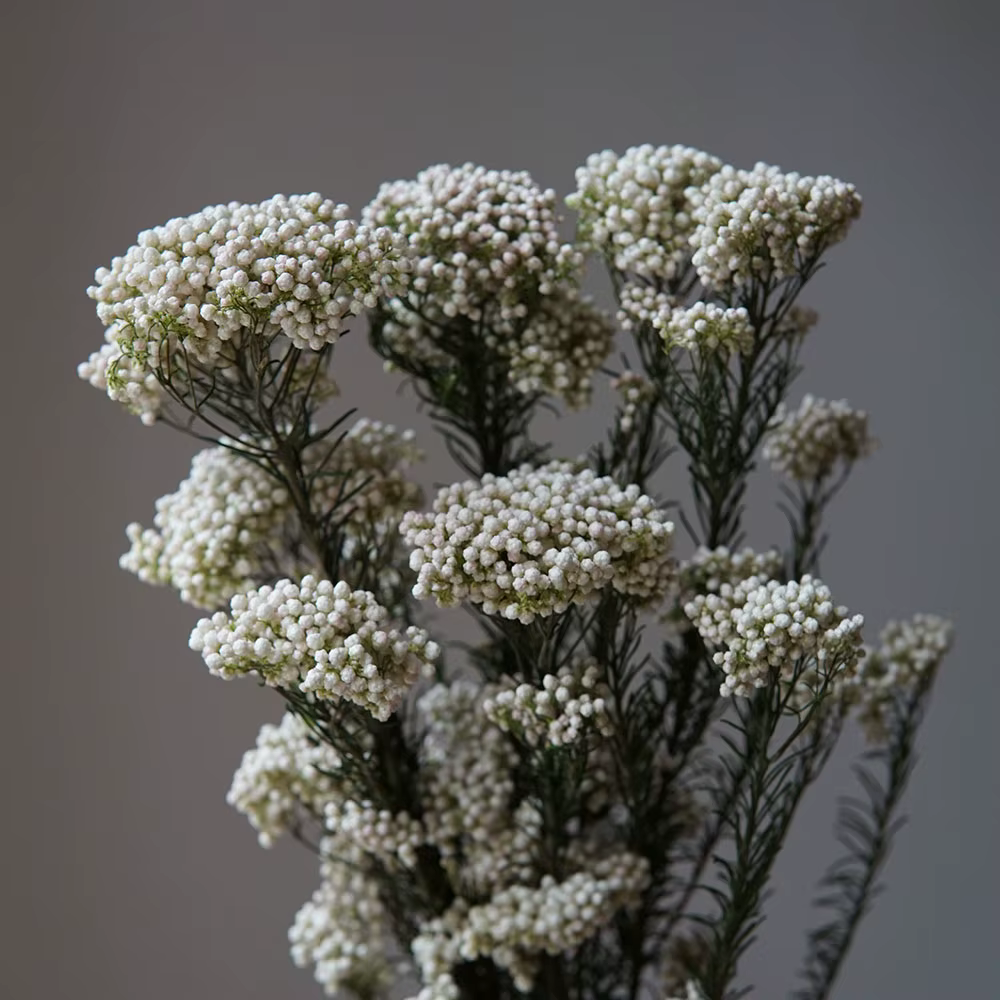 Fleur fraîche conservée 50g