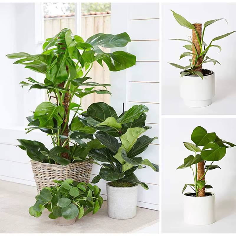 Poteau Totem en coco pour plantes grimpantes