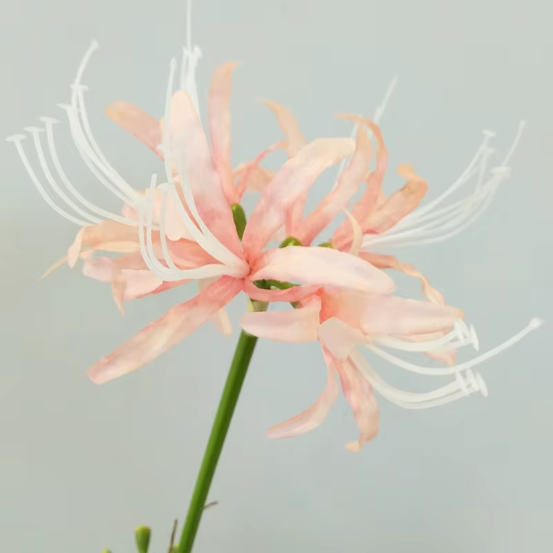 Fleur artificielle séchée pour la décoration de la maison