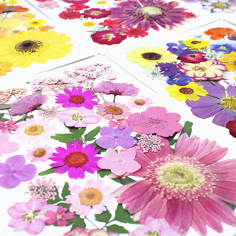 Marguerites Gerbera pressées multicolores