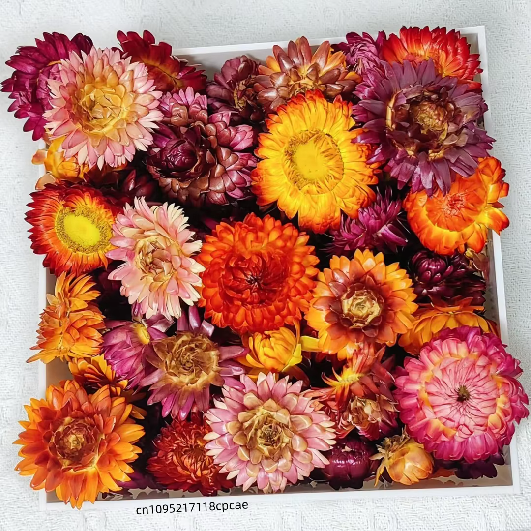 Têtes de fleurs de Helichrysum séchées naturelles