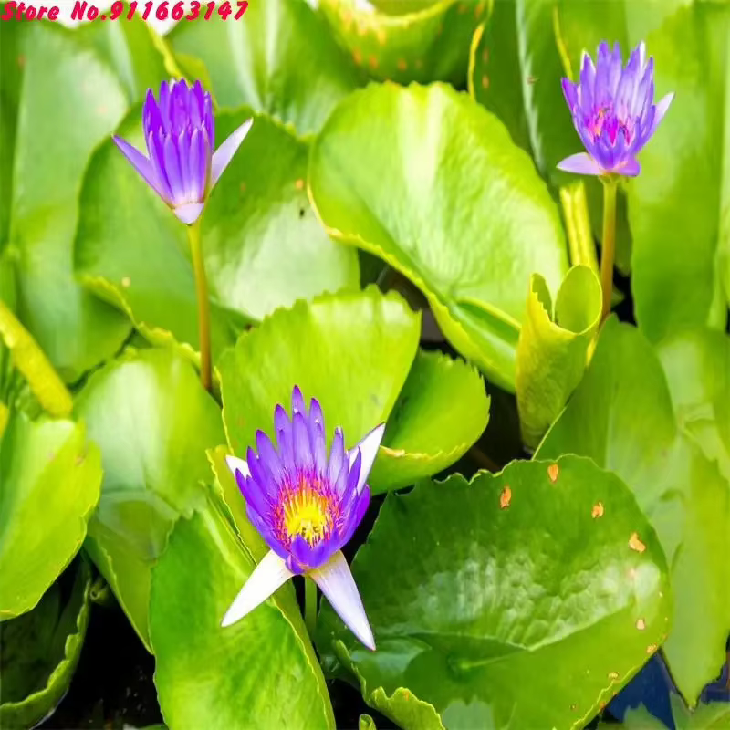 Fleurs de lotus séchées naturelles de haute qualité : aromathérapie pour soulager le stress et un sommeil profond |