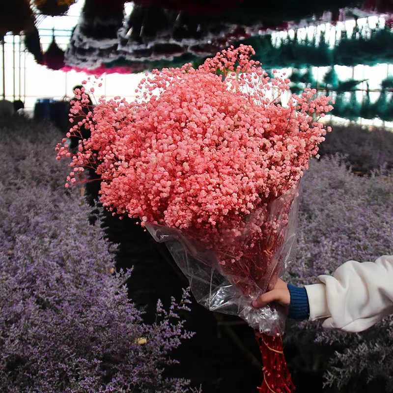 Bouquets de fleurs séchées Gypsophila fraîches naturelles conservées