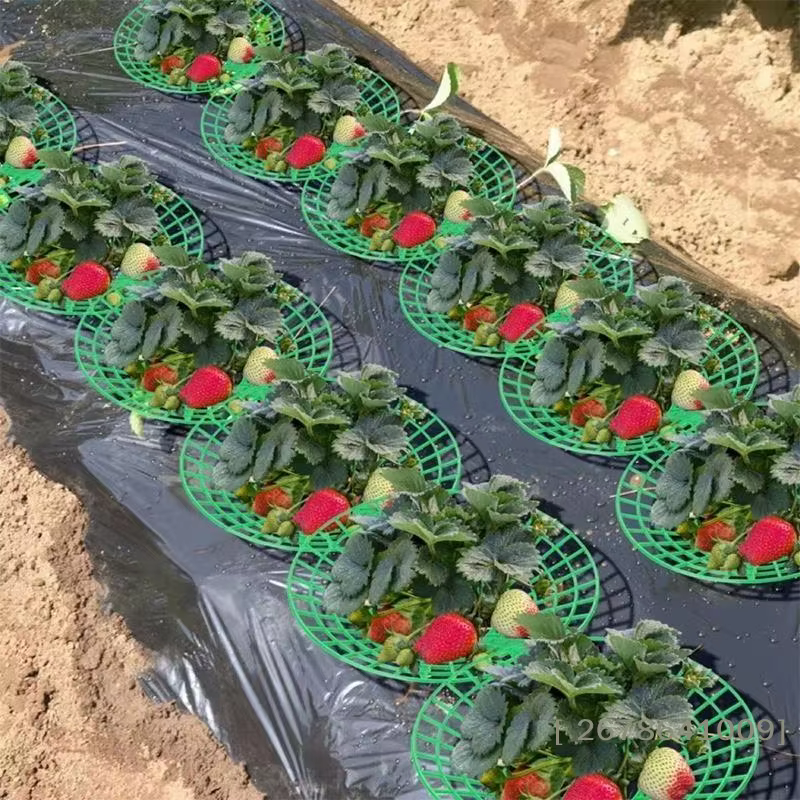⚑ Support pour plantes de fraises avec pieds