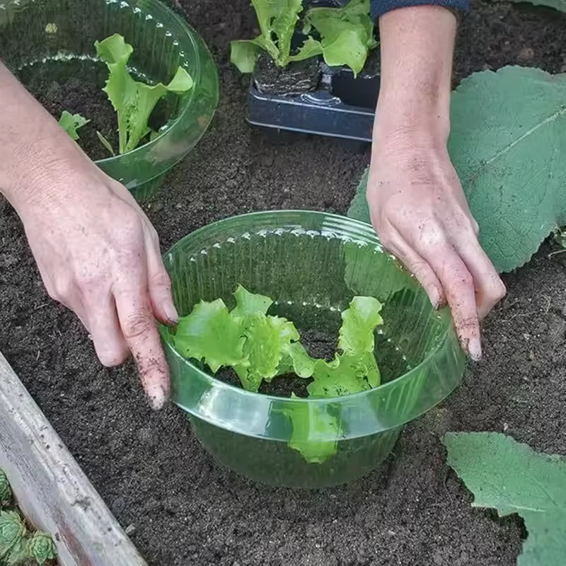 Anneaux de Protection des limaces pour plantes