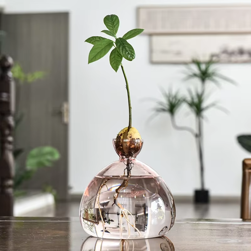 Vase hydroponique en verre Transparent