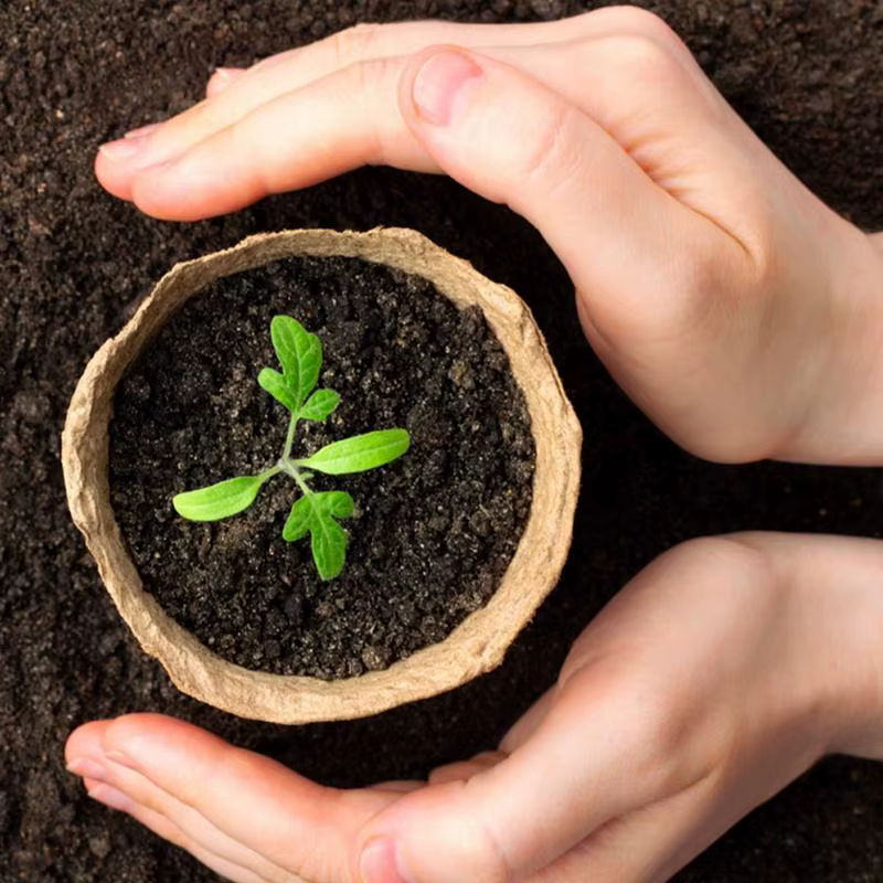 Pots de plantes biodégradables en pulpe écologique