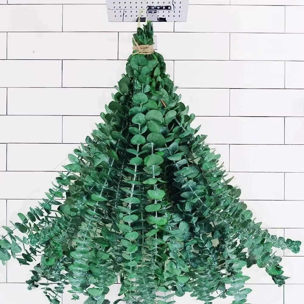 Feuilles d'eucalyptus séchées et conservées