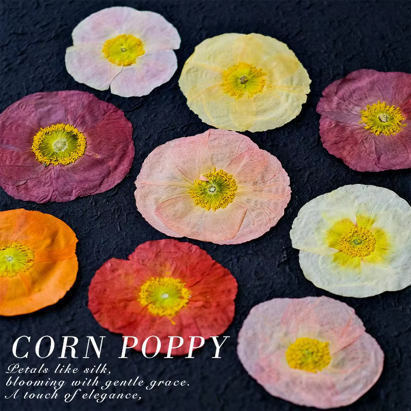 1 pièce, Fleurs de pavot de campagne naturelles séchées pressées pour DIY