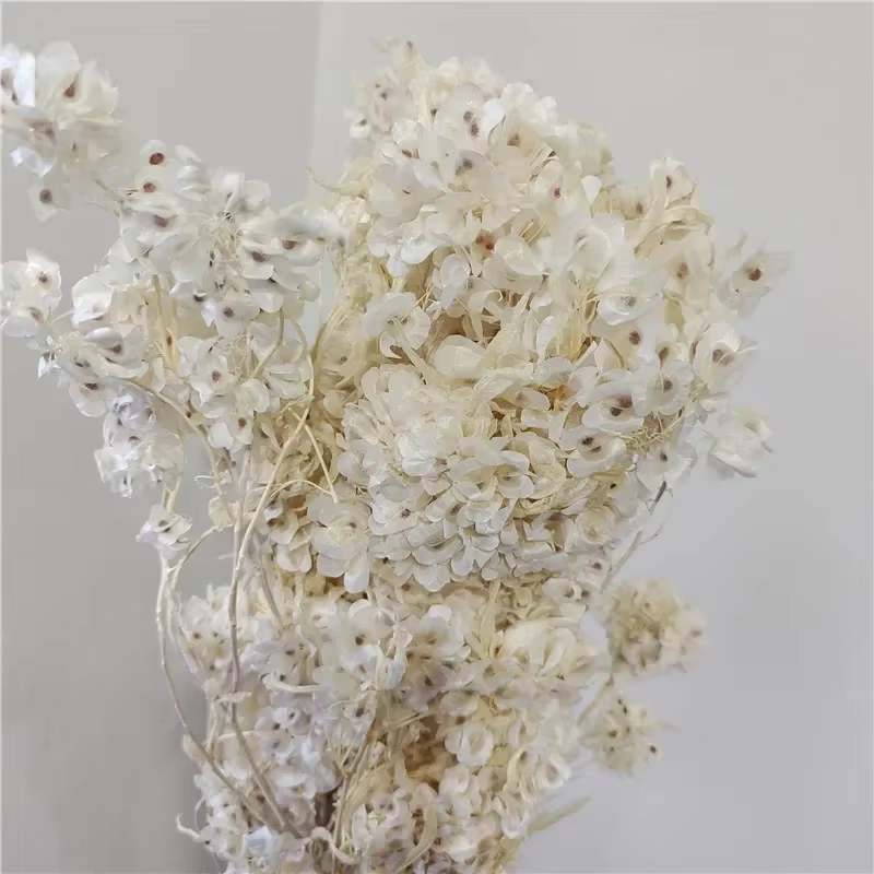 Bouquet de fleurs d'iris séchées