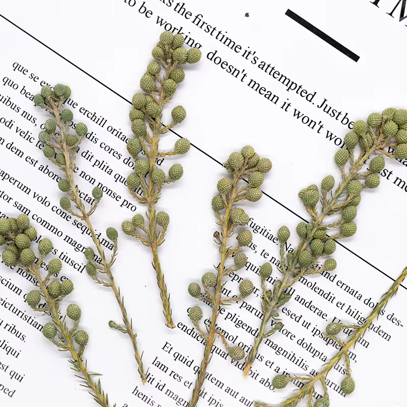 12 pièces, fleurs de corail vert naturel séchées et pressées