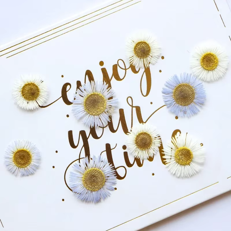 1,5-2,5 CM/12 PIÈCES, Pétales de fleurs séchées d'Erigeron annuel pressées, pour marque-pages peints à la main, cadres photo, bijoux, bougies d'aromathérapie