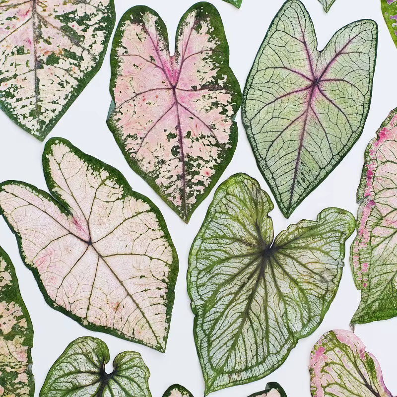 1 pièce, Feuillage de Caladium pressé véritable