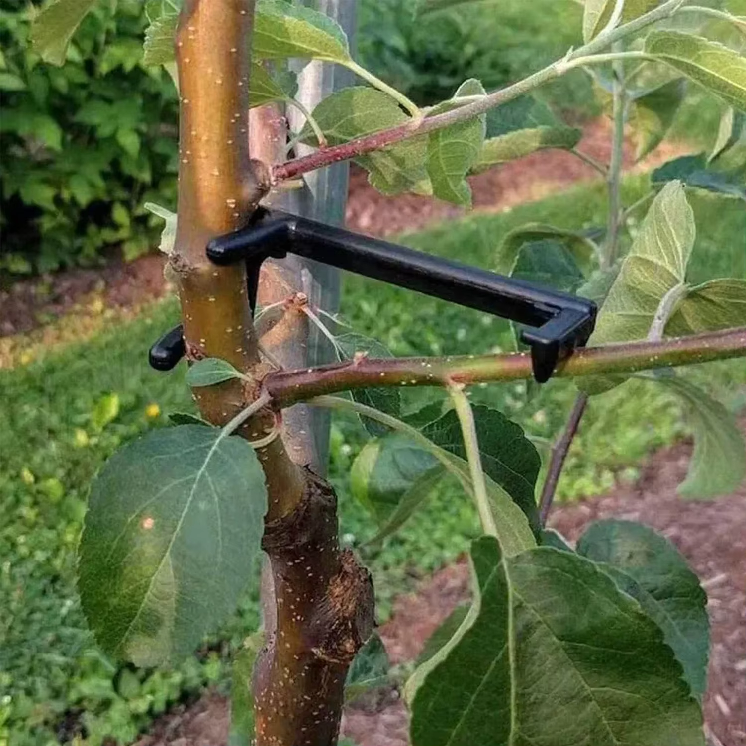 Extracteur de branches de plantes
