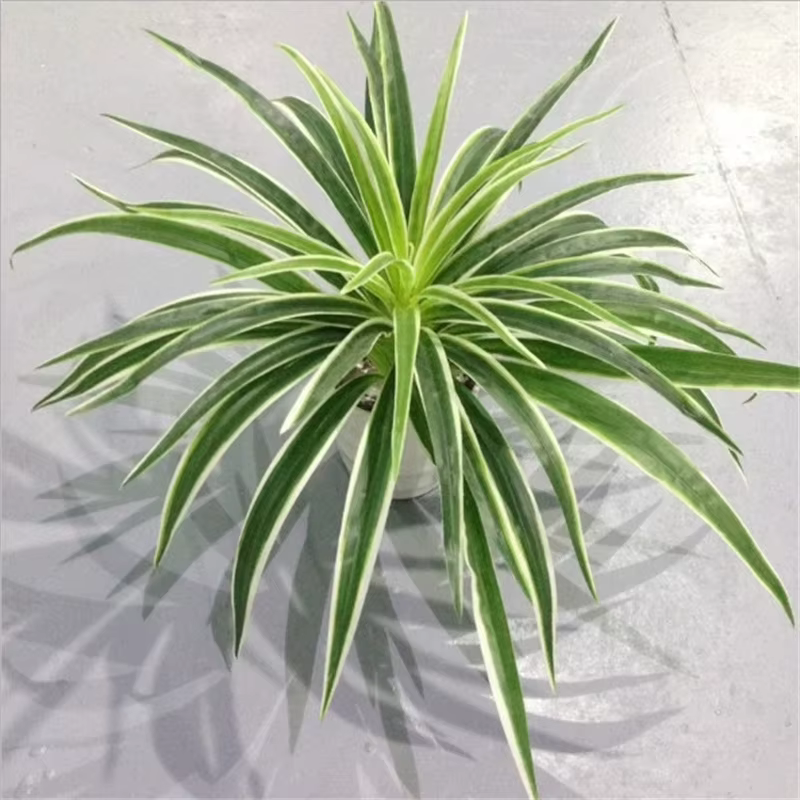 Branche artificielle de Chlorophytum Comosum