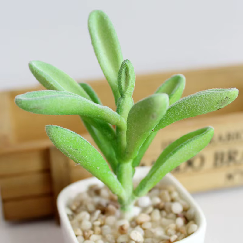 Plante succulente artificielle en plastique
