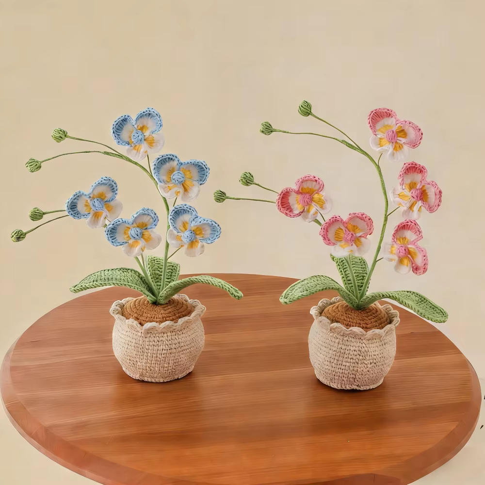 Nouvelle plante en pot de Phalaenopsis à 5 têtes