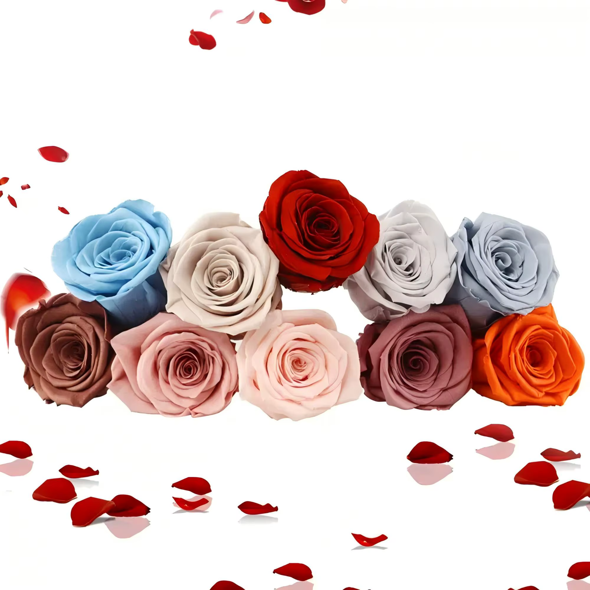 Roses conservées de qualité B 4-5cm