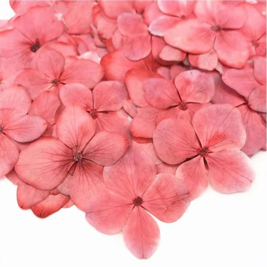 60X pressé séché absorbant hortensia Macrophylla plantes à fleurs herbier pour bijoux coque de téléphone signet carte postale Scrapbook bricolage