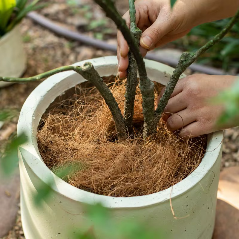 50g/100g Fibres de coco naturelles et biologiques longues pour couverture de pot de plantes