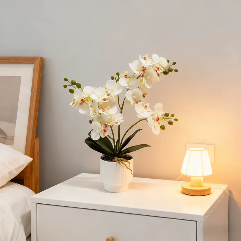 21 plantes en pot d'orchidées papillon