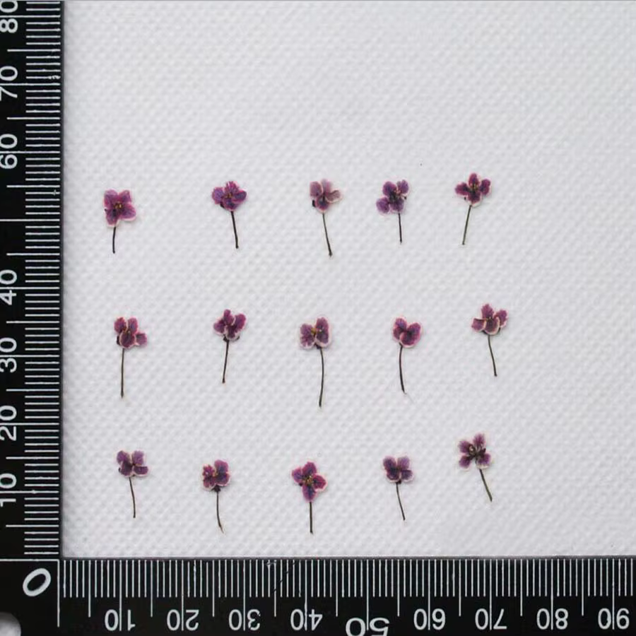 Mini plante de fleur de Lobularia Maritima séchée pressée