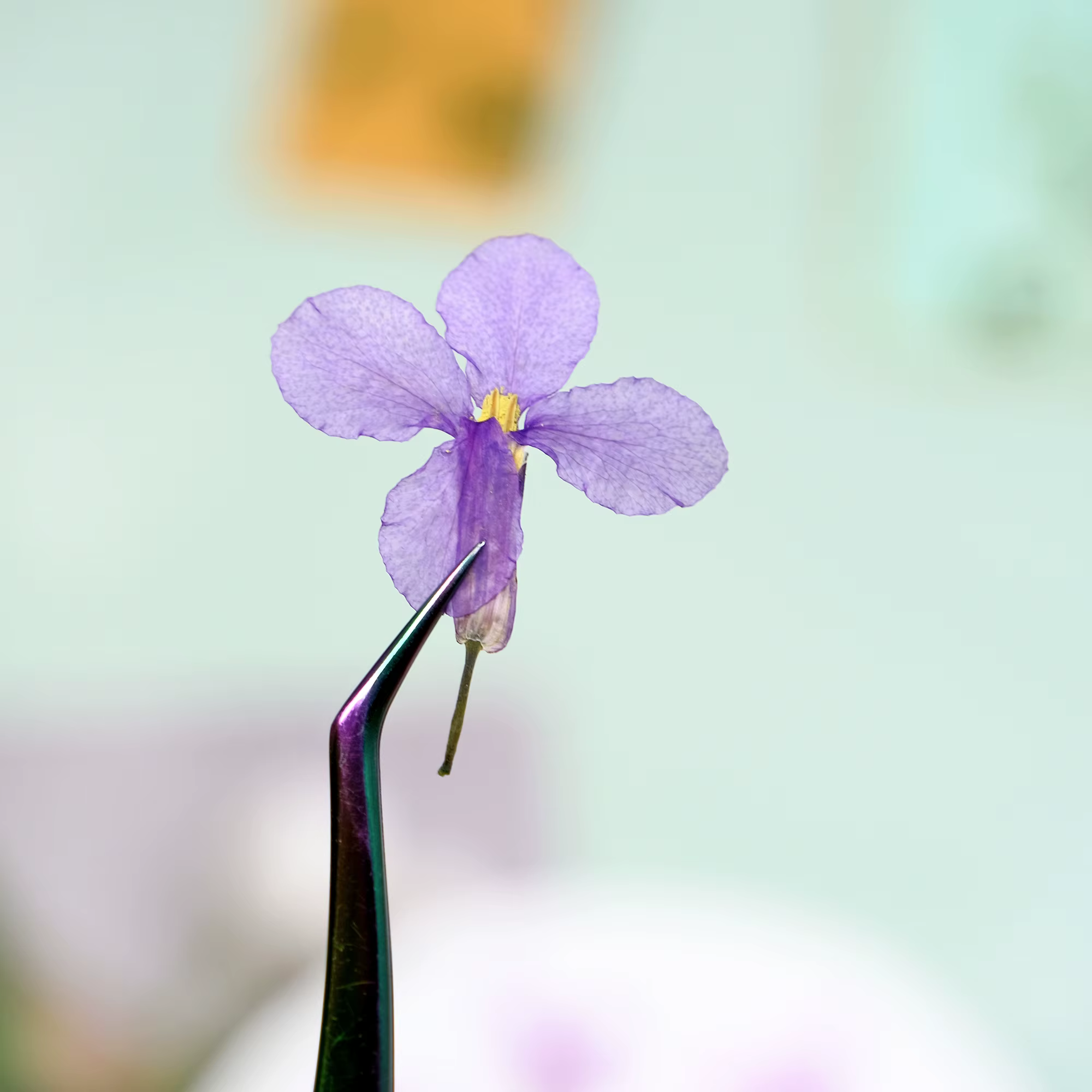 12 pièces, fleurs séchées pressées d'orchidées de février-spécimens