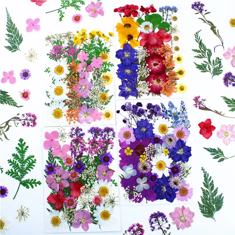 Fleurs pressées séchées