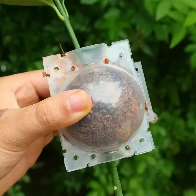 Boule d'enracinement pour plantes