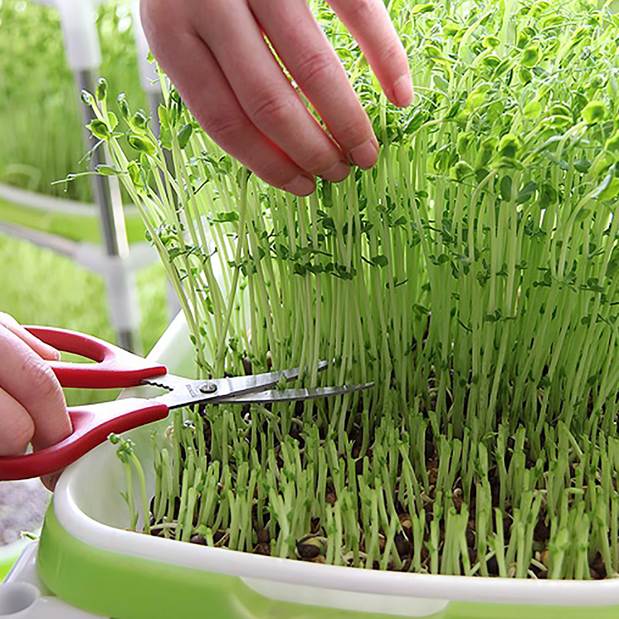 Plateau de germination
