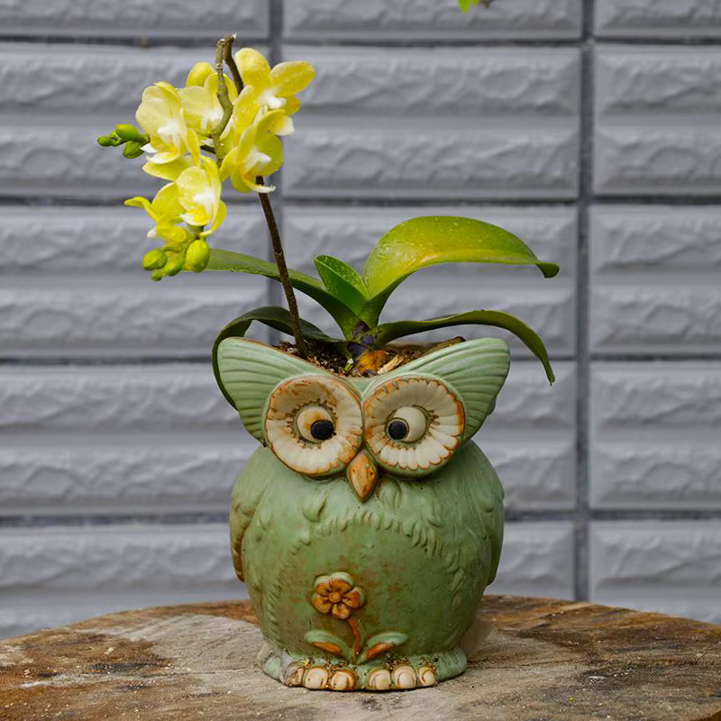 Pot de jardinière succulente mignon