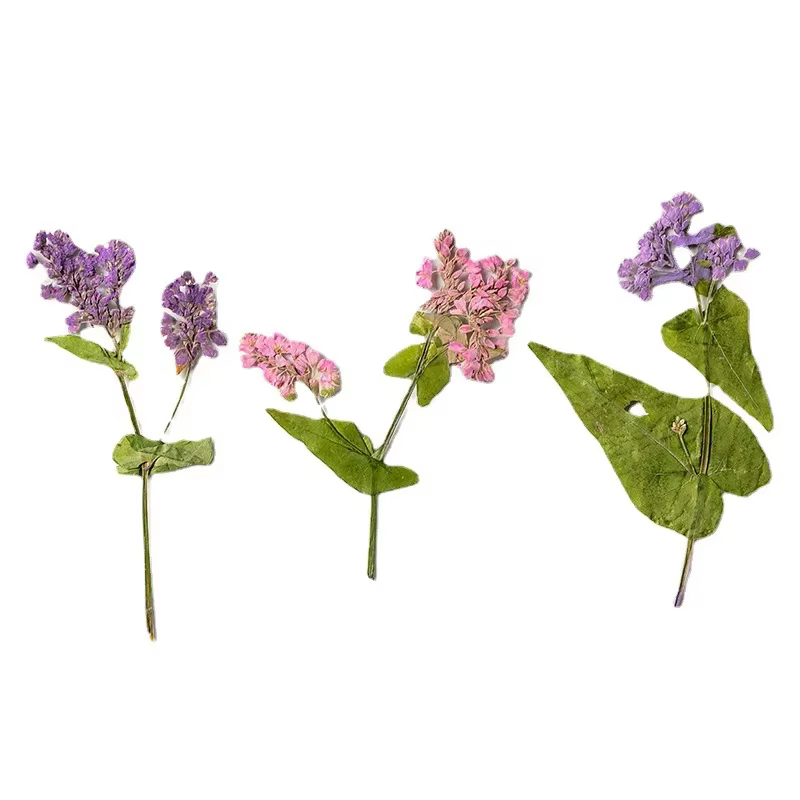 Fleur de sarrasin pressée